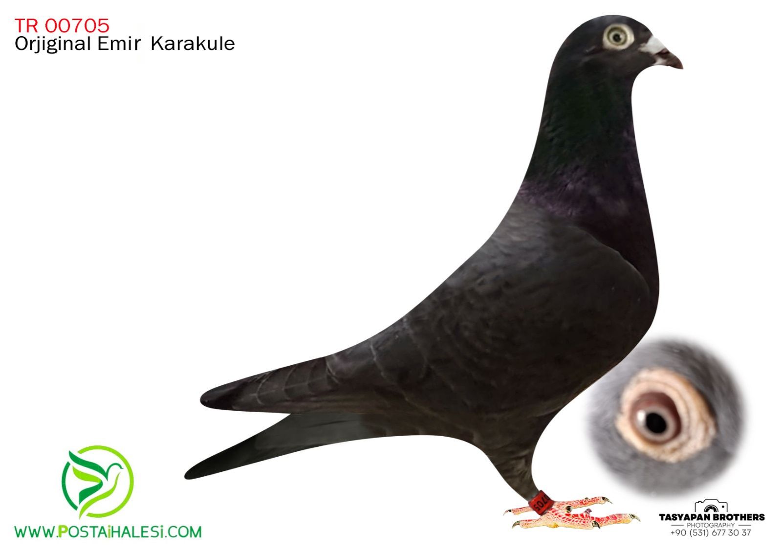 TR-22-45-705 P.MERVE