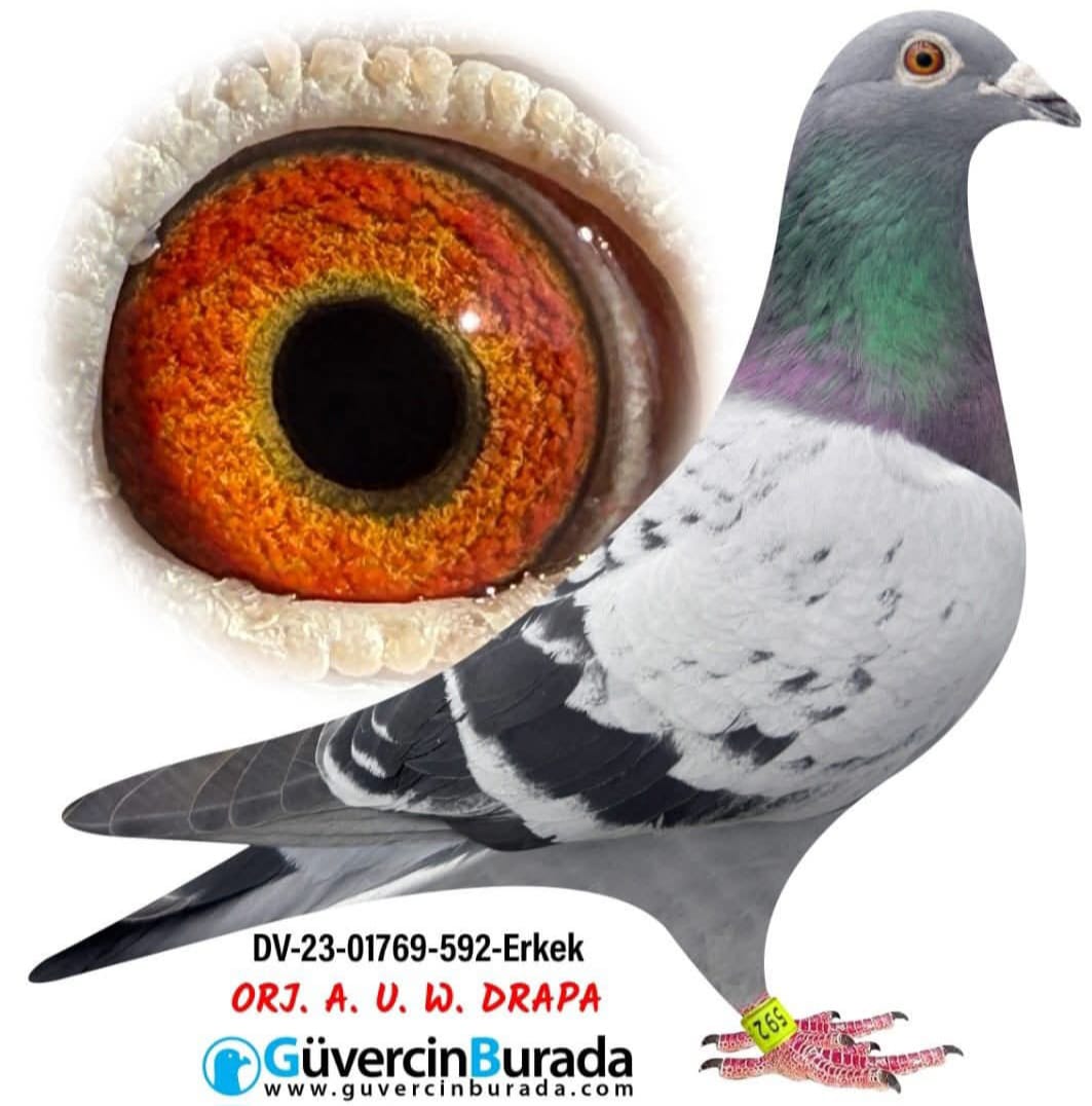 DV 23-01769-592 BLUE BEST KİTTEL PORŞCHE 911