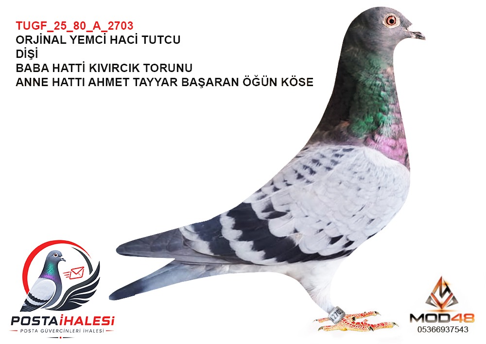 TUGF-25-80-A-2703 KIVIRÇIK TORUNU