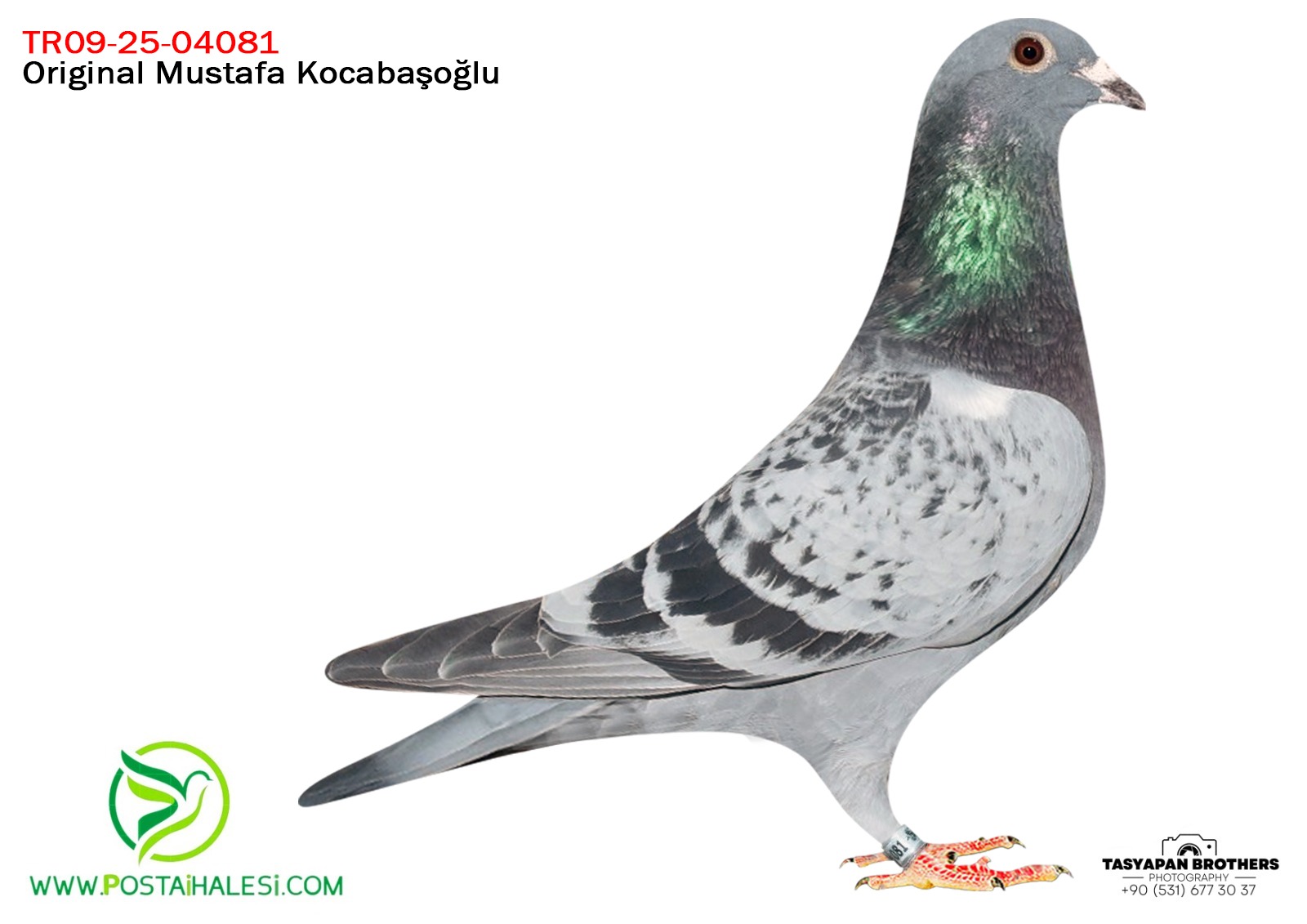 TR-09-25-04081 KİTTEL&PİTBUUL&TADAROV A KLAAS