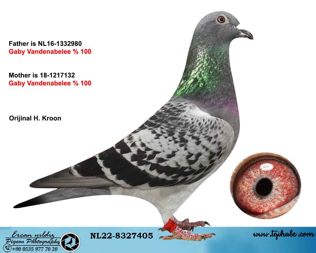 NL-22-8327405 %100 GABY BİLİKSEM