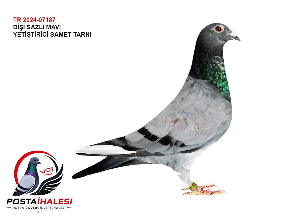 TR-24-07187 SAMET TARNI