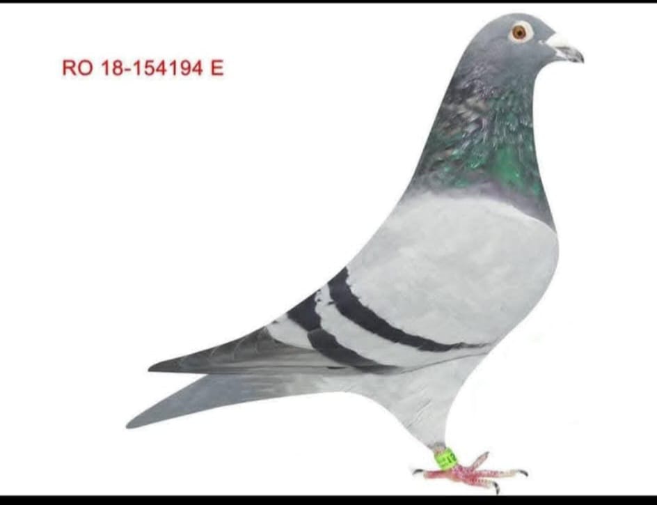 RO-18-154194 SILVIU
