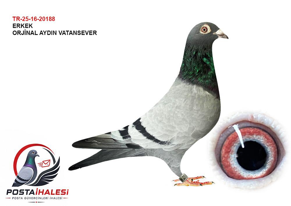 TR-25-16-20188 AYDIN VATANSEVER