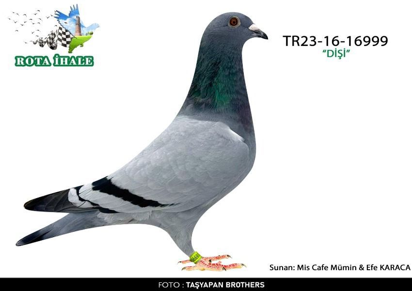 TR-2023-16-16999 340 KM 61 ACE 13 KARDEŞİ KIRKPINAR ARENA SEMİ FİNAL 1  DEDİ KIRKPINAR ARENA FİNAL 1 