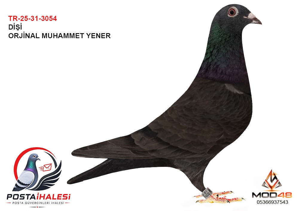 TR-25-31-3054 MUHAMMET YENER