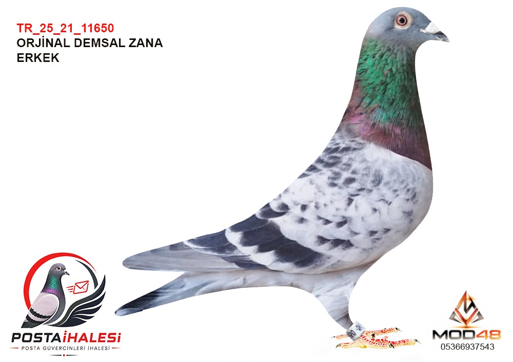 TR-25-21-11650  DEMSAL ZANA