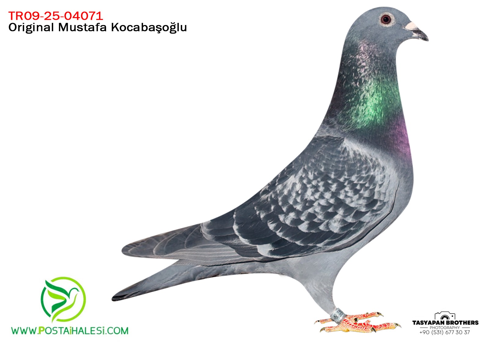 TR-25-09-04071 KOOPMAN&TADAROV& A KLASS