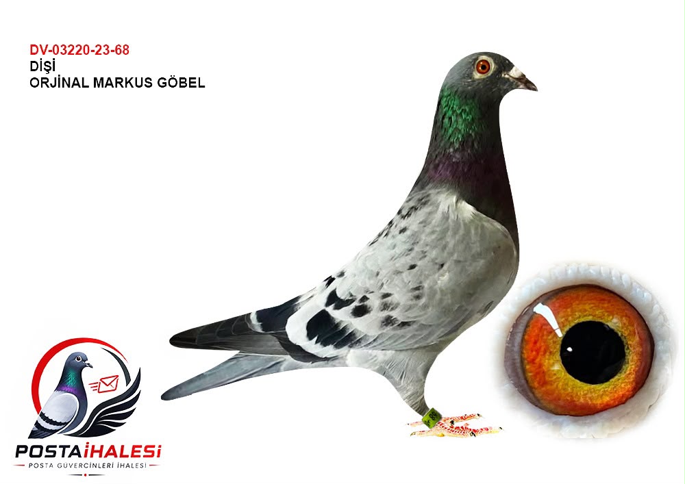 DV-03220-23-68 DUBLEE HARYY