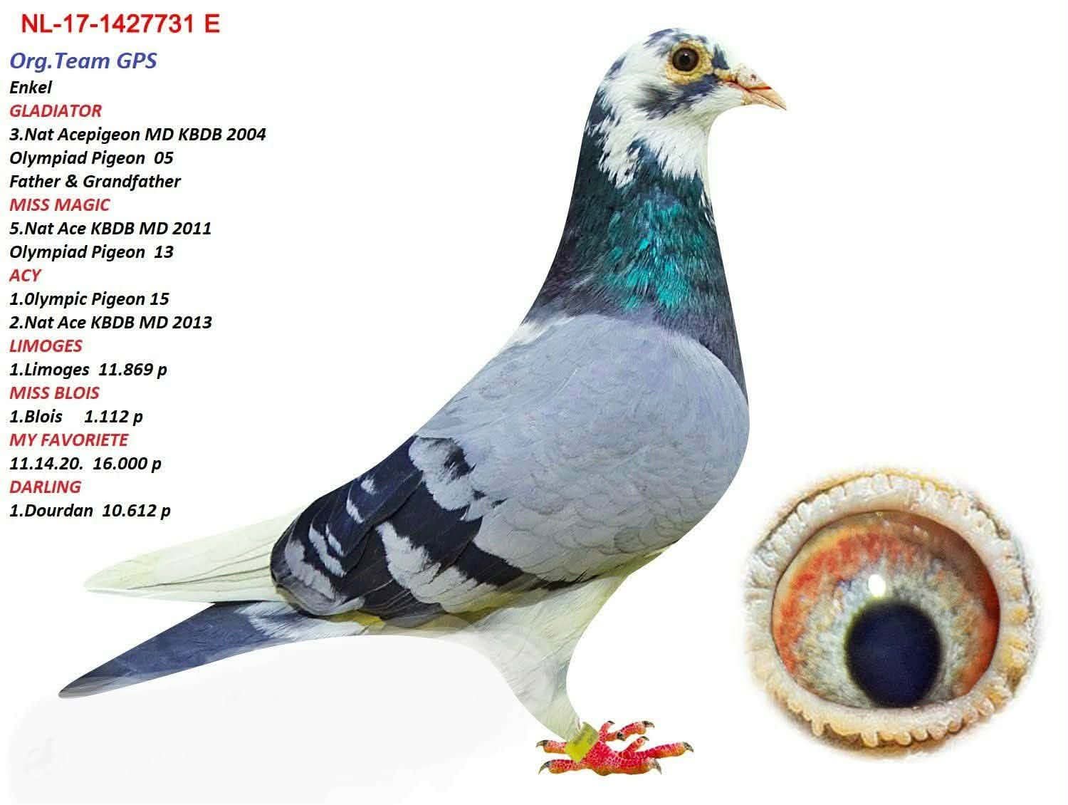 NL-17-1424731 GLADYATÖR&DE.RAUW.ŞABLON