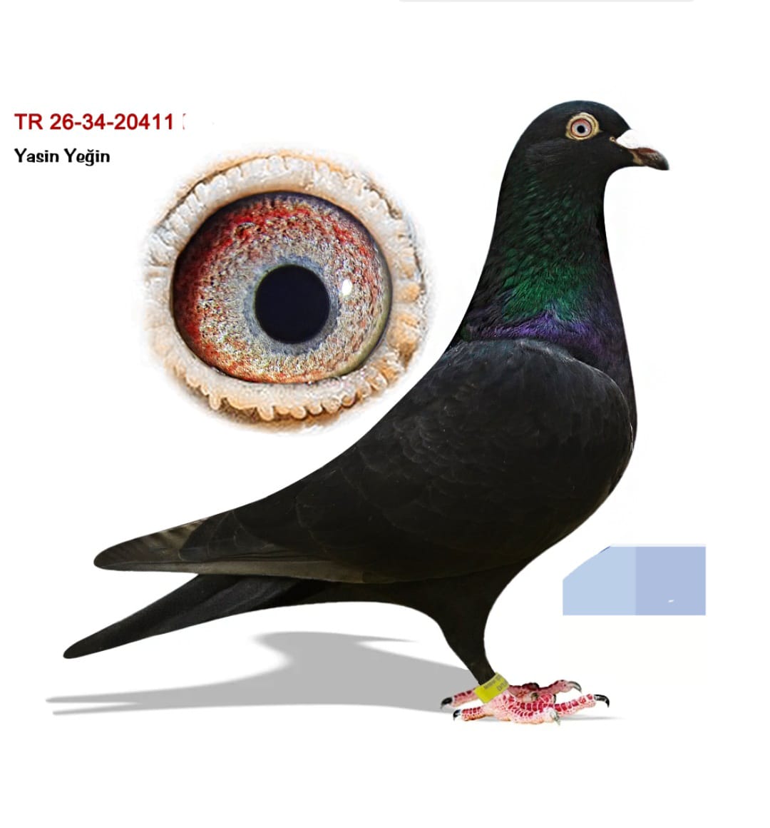 TR-26-34-20411 YASİN YEGİN