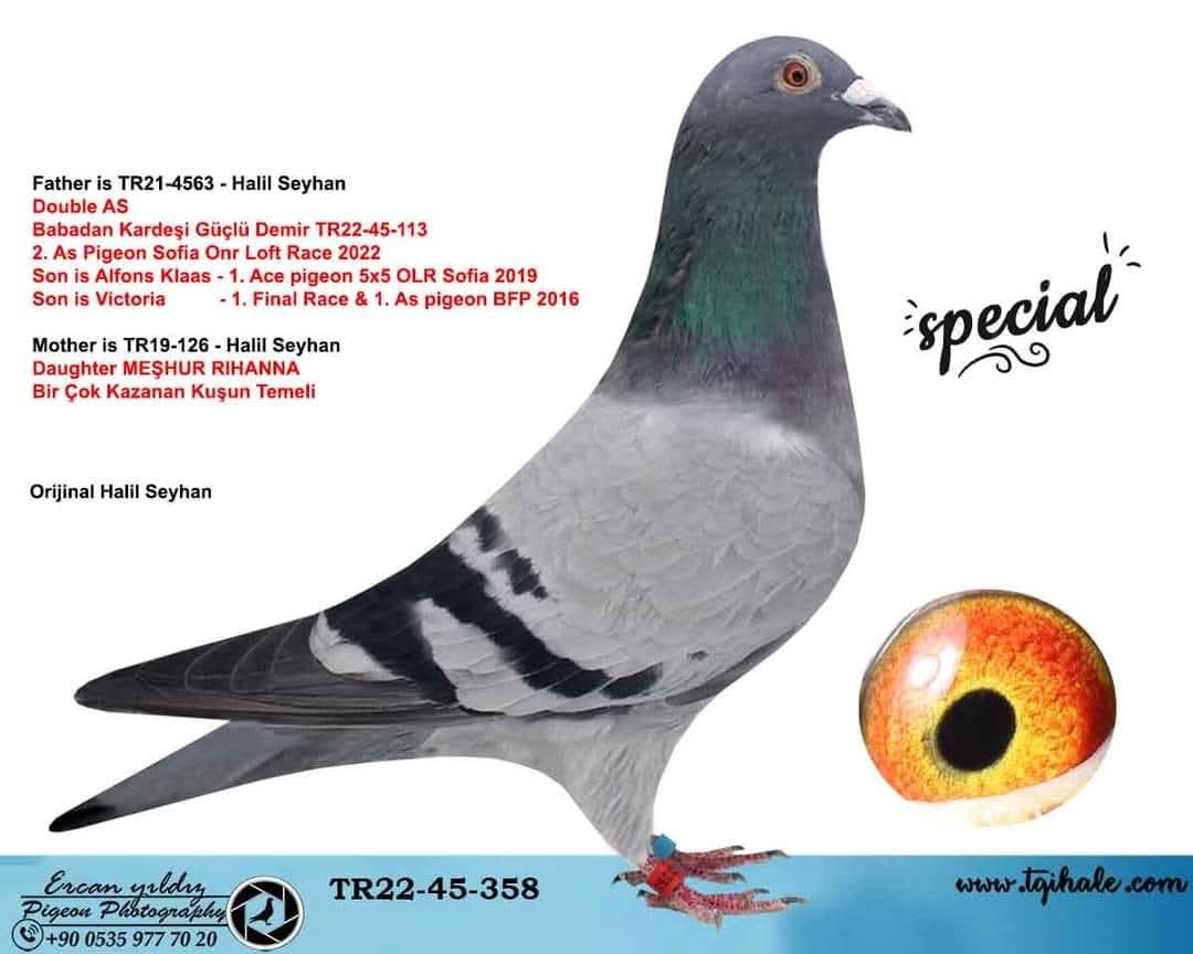 TR-22-45-358 HALİL SEYHAN AFLON KLASS VANDYCK