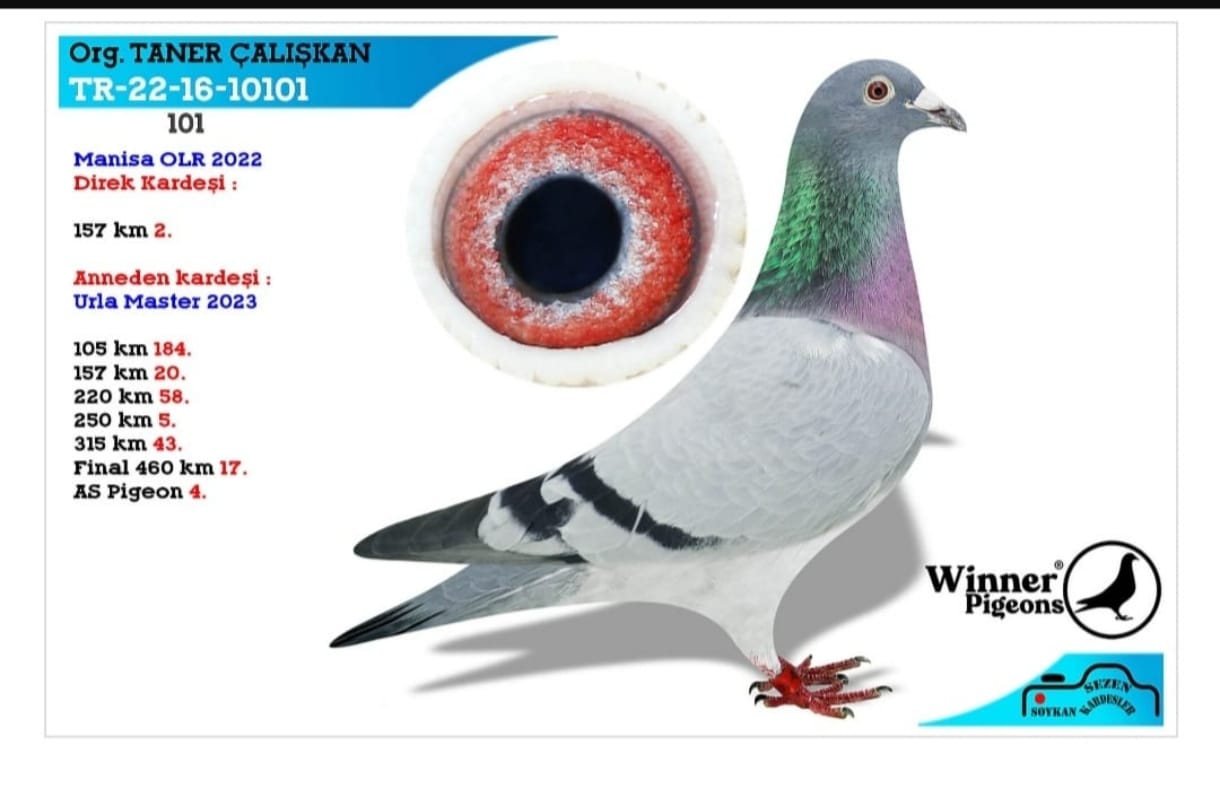 TR-22-16-10101 GABY-HARDY KRUGER-PORŞHE 911 direk kardeşi Manisa olr 157 km 2 anneden kardeşi Master 2023 final 460 km 17  as 4.