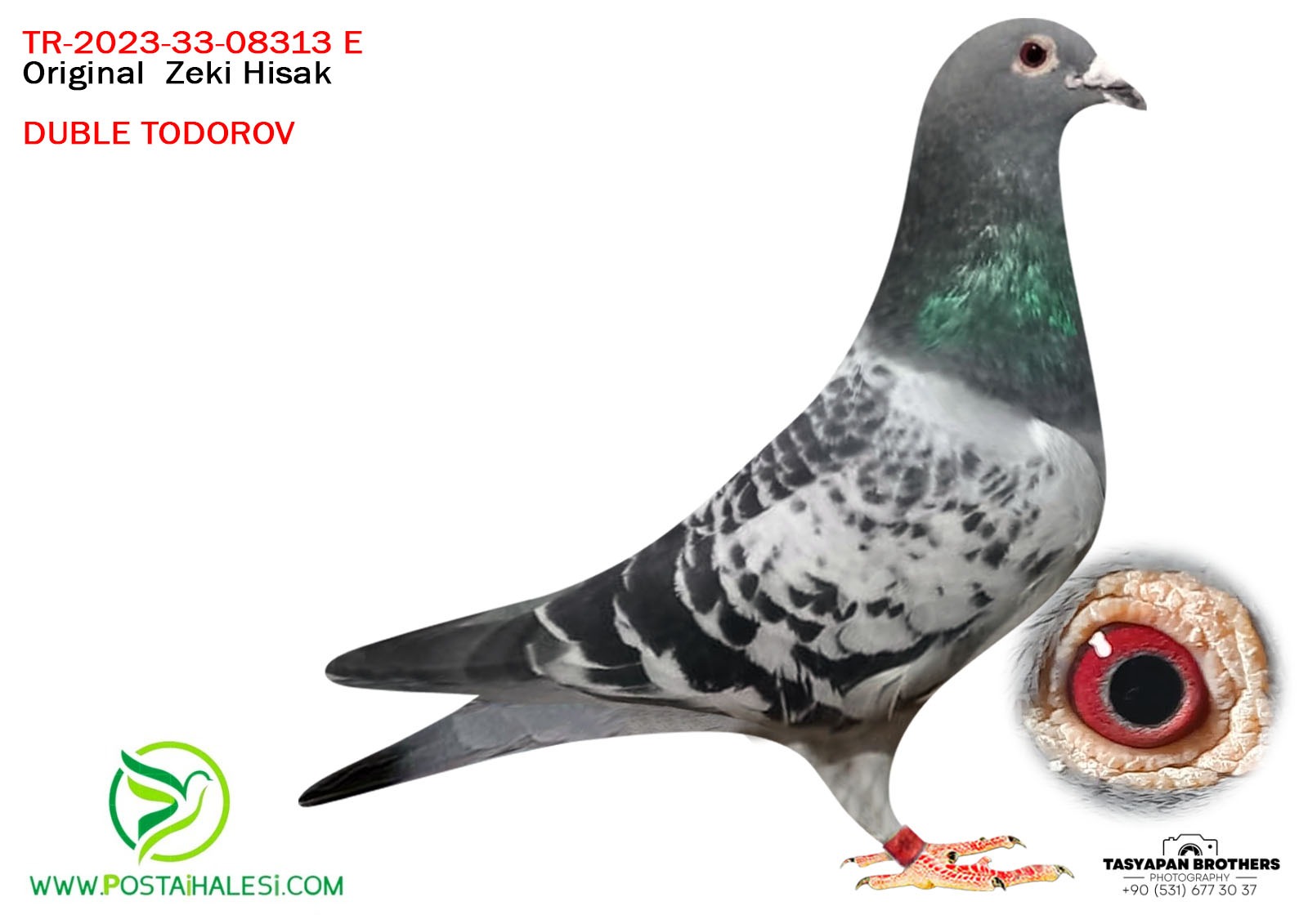 TR-22-33-08313 DUBLE TADAROV SÜPER BREEDER