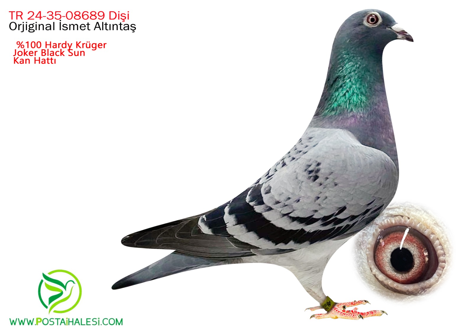 TR-24-35-08689 %100 Hardy krüger-joker Black sun