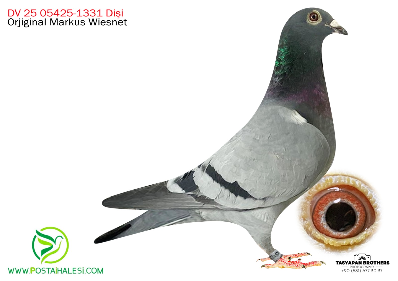 DV 25-05425-1331  ROMARİO-JULİA