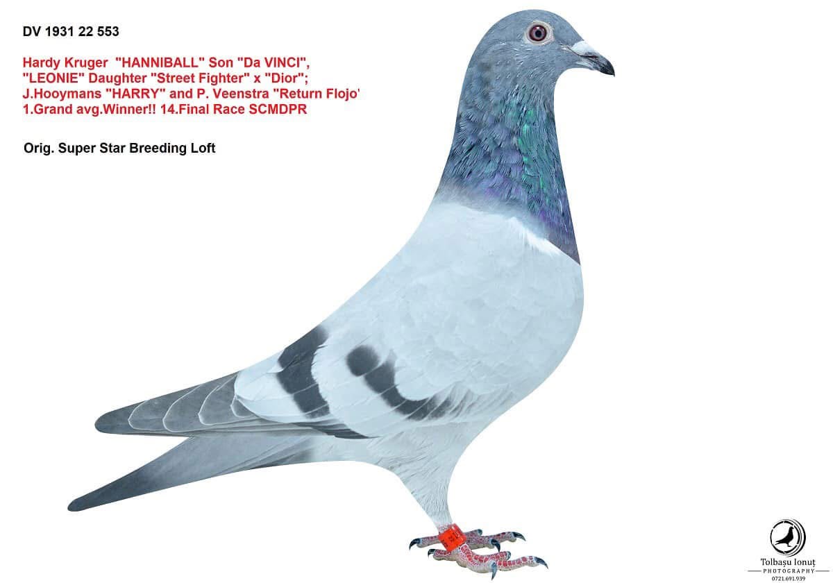 DV-1931-22-553 HARYY P.VENASTRA HARDY KRUGER