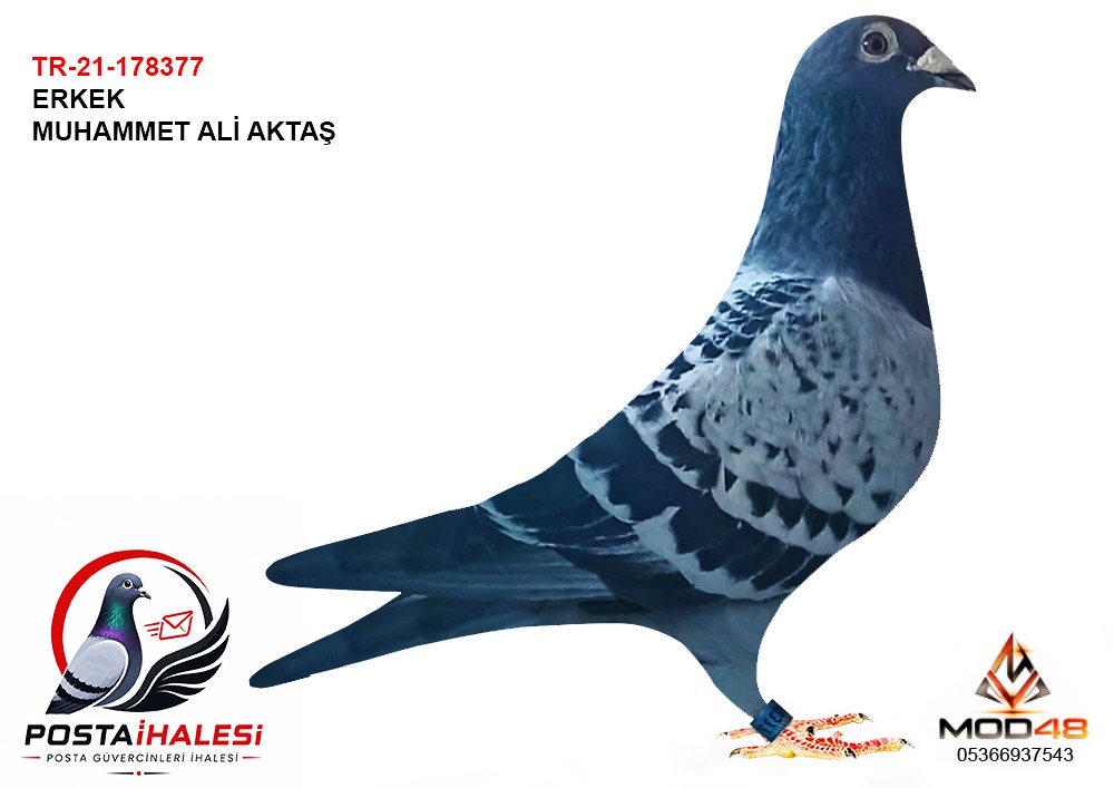TR21-178377 MUHAMMET ALİ AKTAŞ