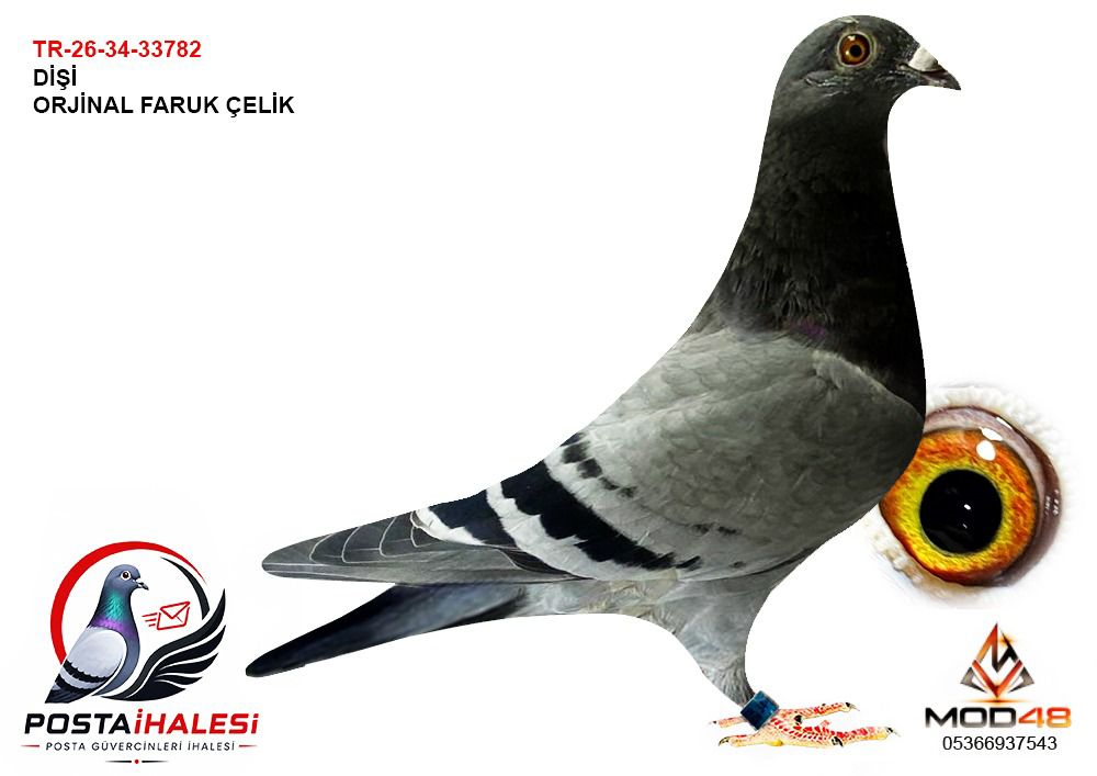 TR-26-34-33782 FARUK ÇELİK