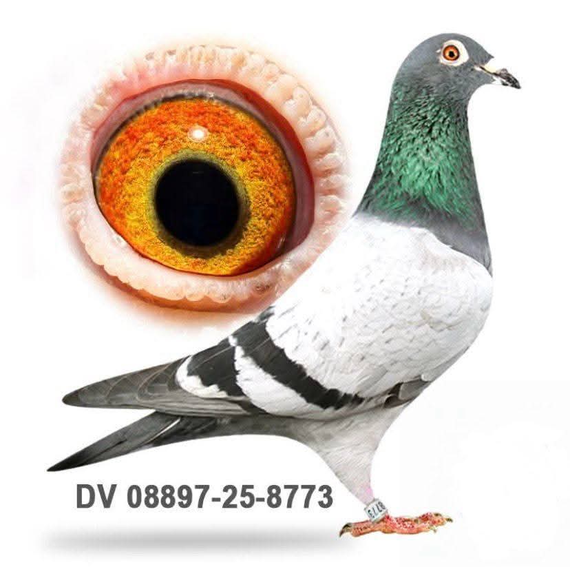 DV-08897-25-8773 DUBLE GİAT PAİR TORUNU