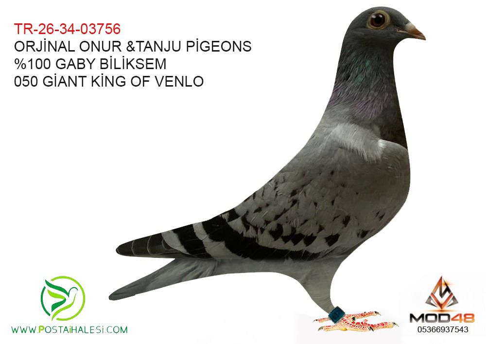 TR-26-34-03756 %100 GABY BİLİKSEM-050 GİANT KİNG VENLO