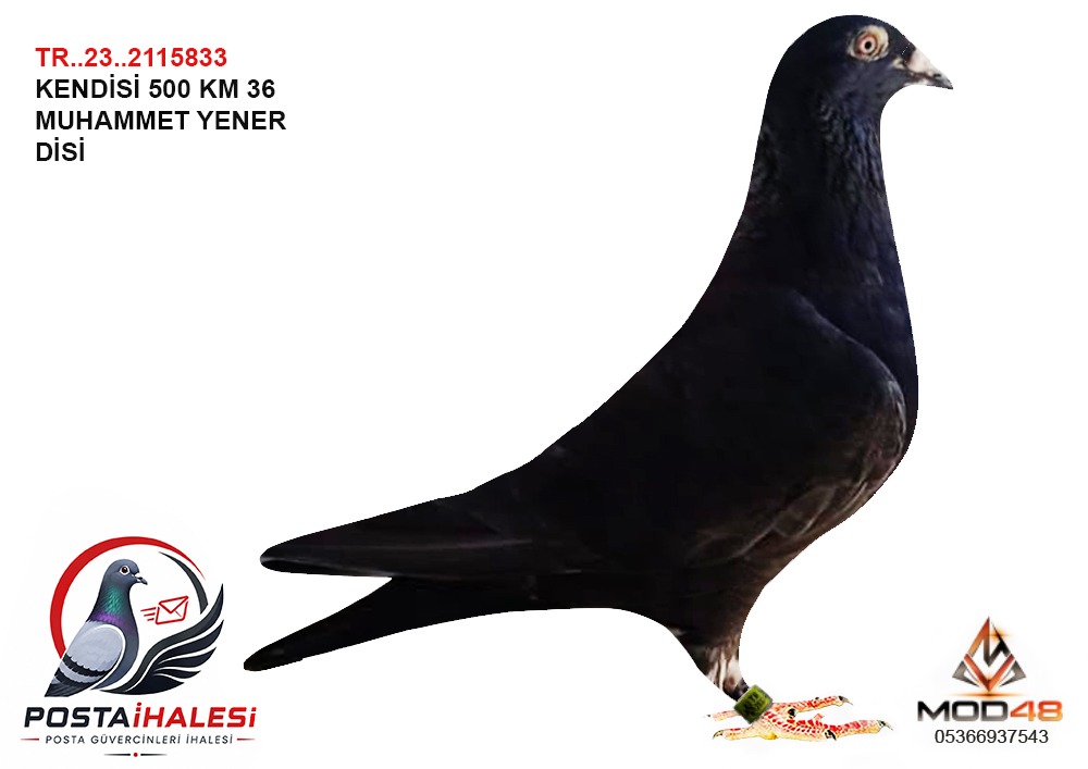 TR-23-2115833 KENDİSİ 500 KM 36
