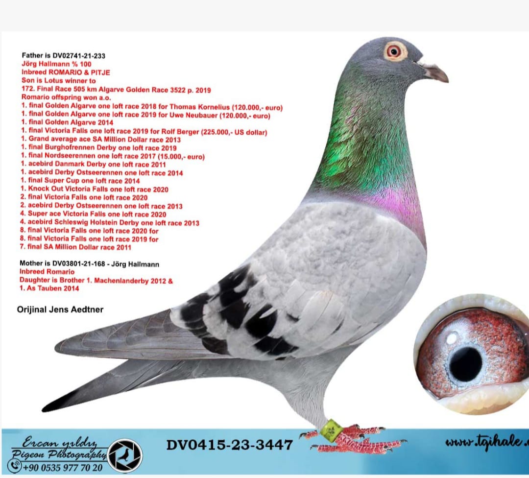 DV 415-23-3447 İNBİREND ROMARİO