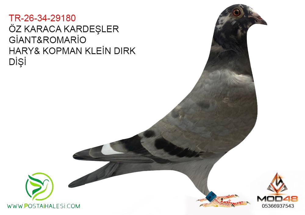 TR-26-34-29180 GİANT-ROMARİO&HARRY KOOPMAN KLEİN DIRK