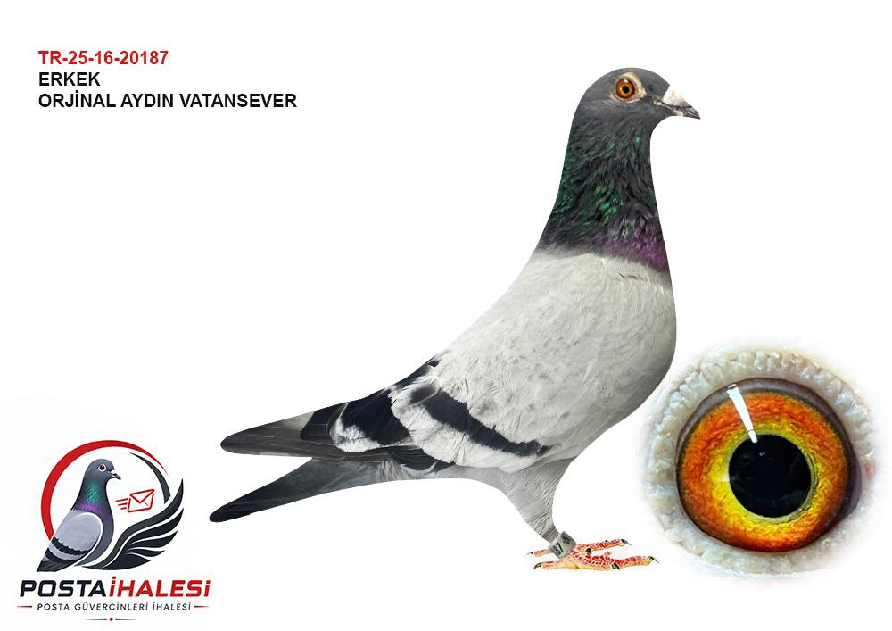 TR-25-16-20187  ŞABLON JANSEN