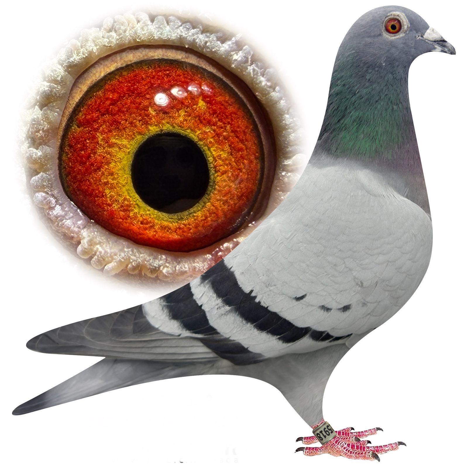 TR-25-34-25918 BRAVEHEART 1340&İNBRED HARRY