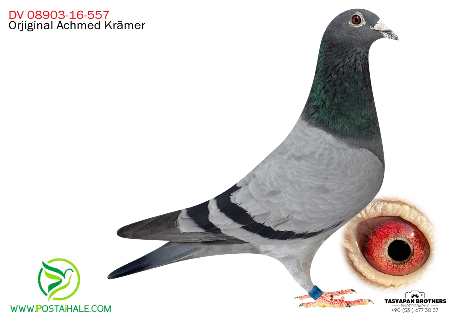 DV-08903-16-557 DUBLE SCHERLAECKENS