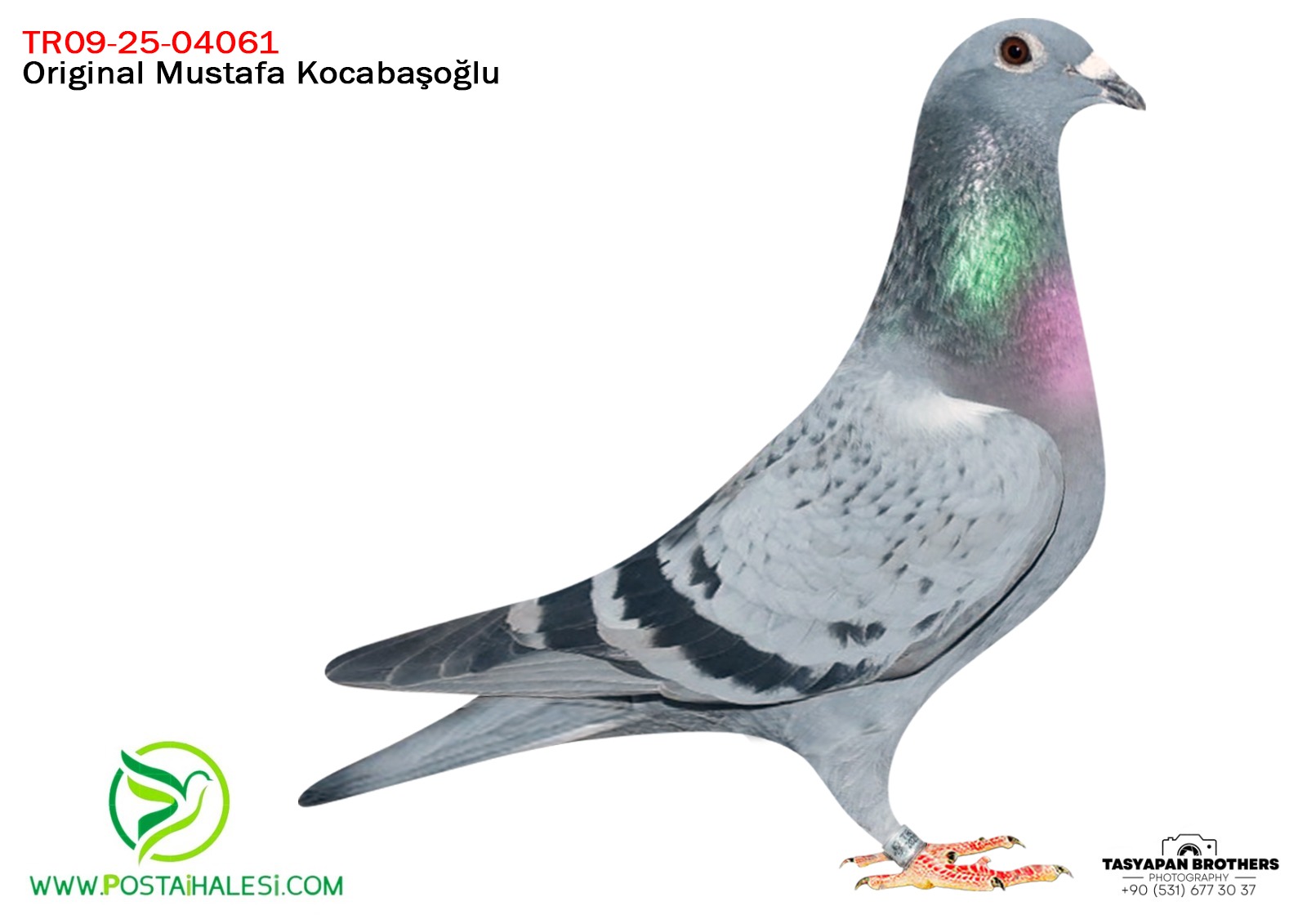 TR-09-25-04061 KİTTEL&PİTBUL&A KLAAS& TADAROV