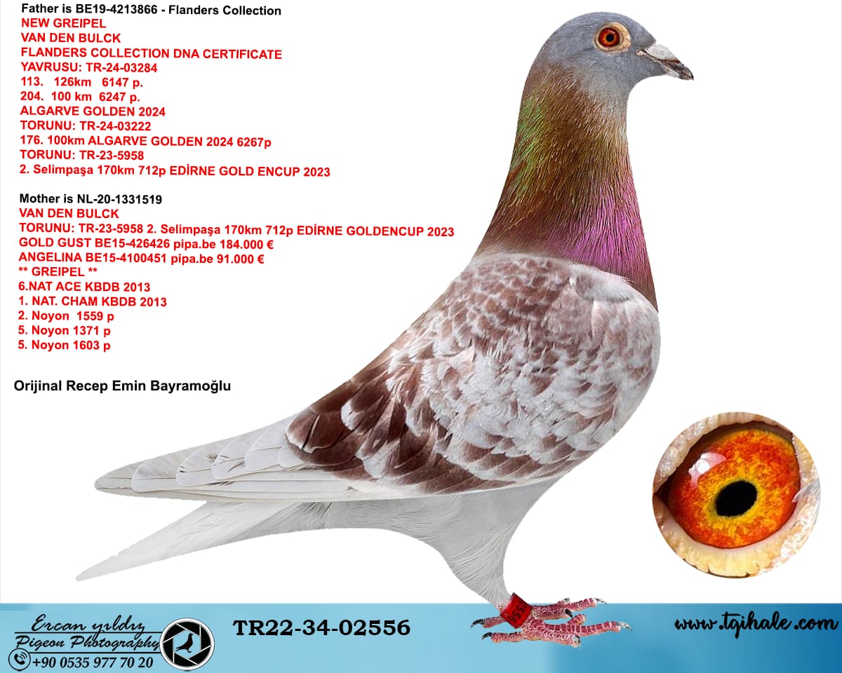 TR-22-34-02556 GRAPEL TORUNU