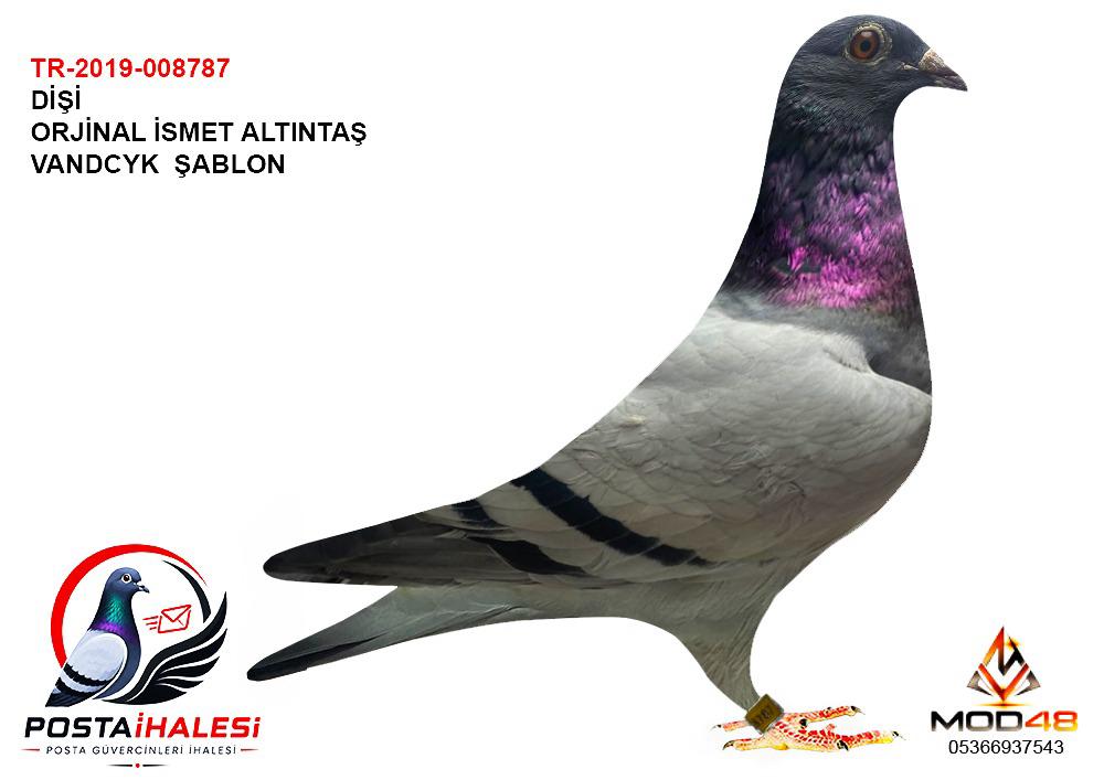 TR-19-008787 ORJİNAL İSMET ALTINTAŞ VANDCYK ŞABLON