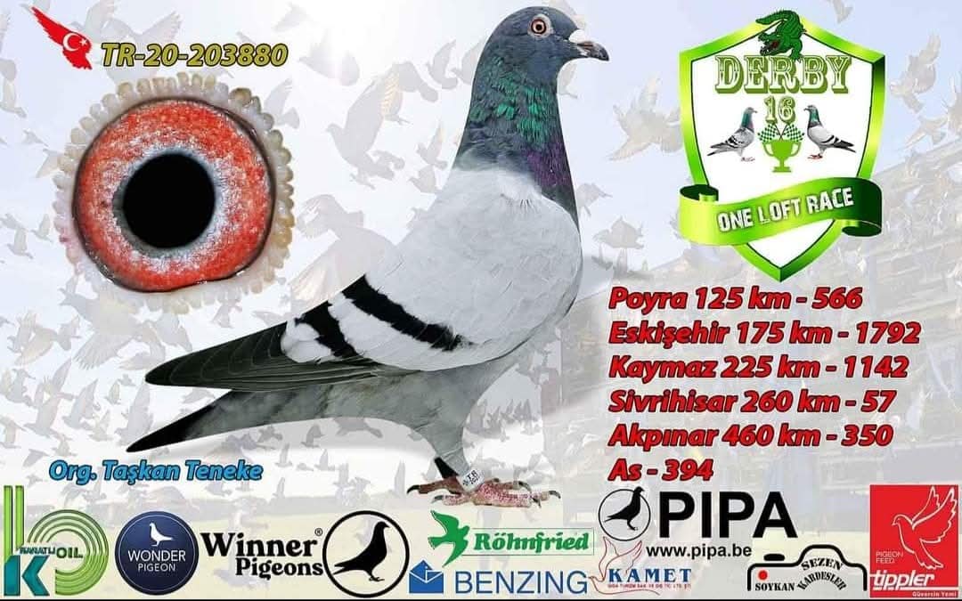 TR 20-203880 050 DİREK OGLU 460 KM FİNAL UÇTU