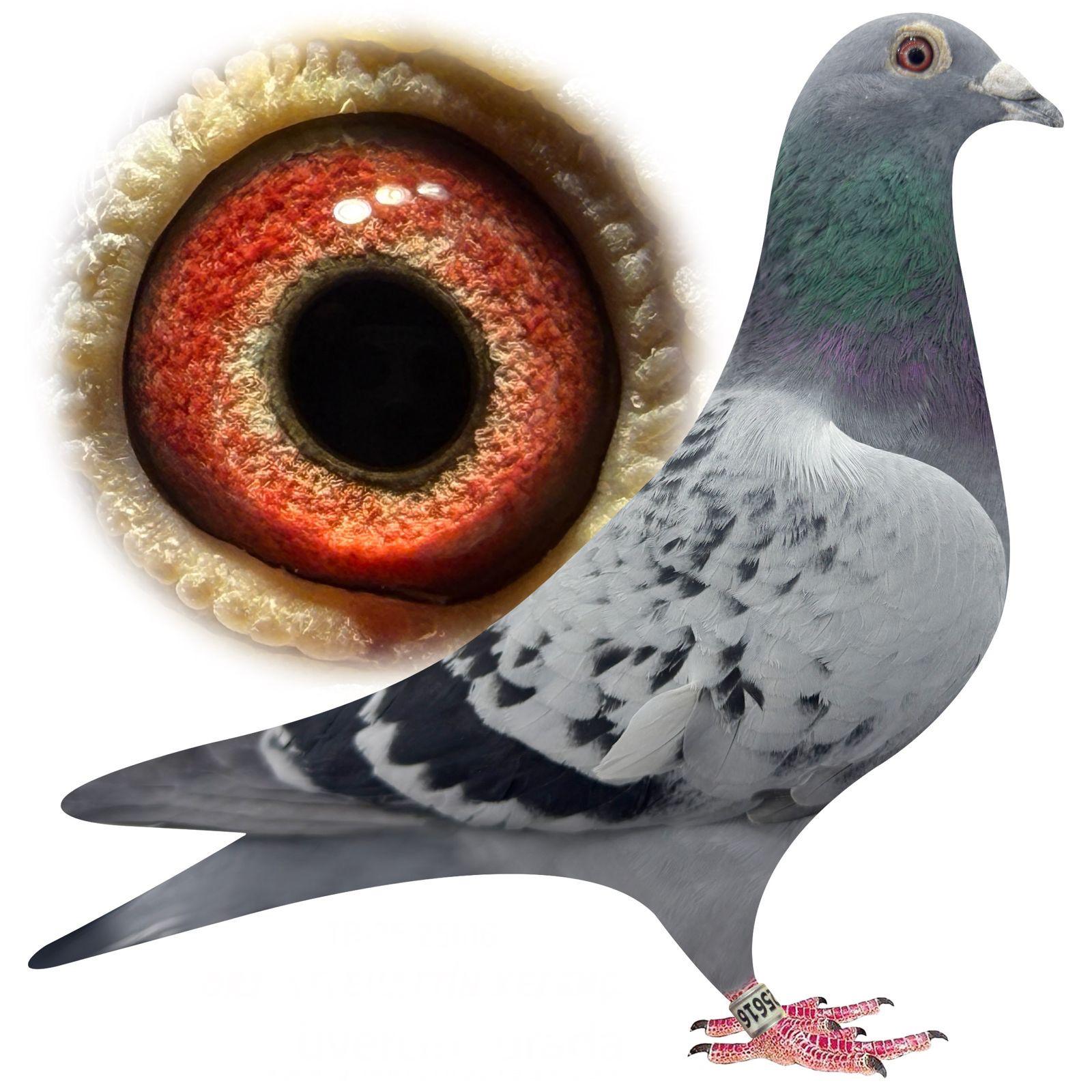 TR-25-25616 ORJ.RODİ AKKAYA &BARCELONA BUGATTİ