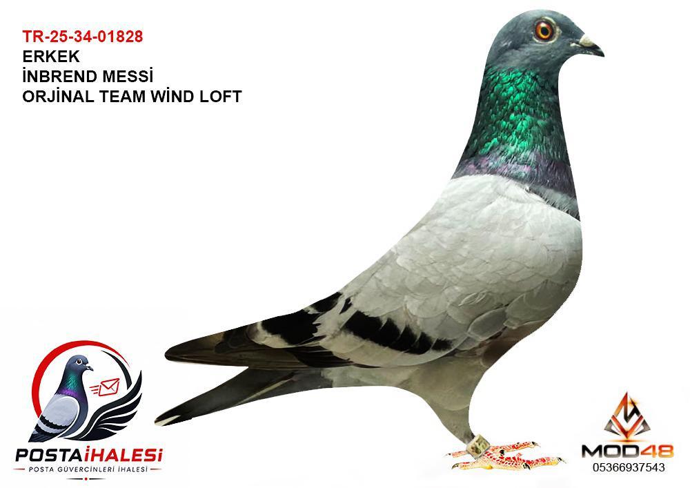 TR-26-34-01828 INBREND MESSİ TEAM WİND LOFT
