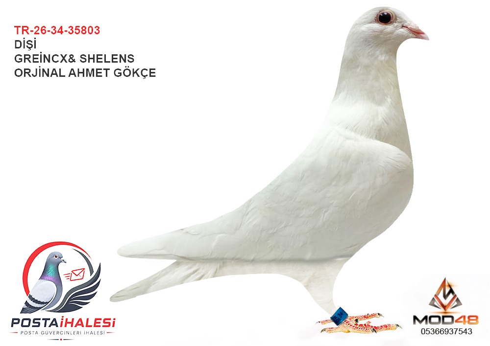 TR-26-34-35803 AHMET GÖKÇE