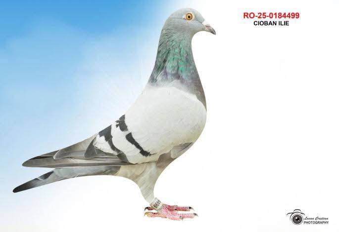 RO-25-0184499 KOOPMAN