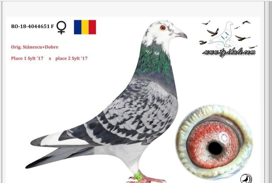 RO-18-4044651 ROMARİO-A.U.M KLAAS