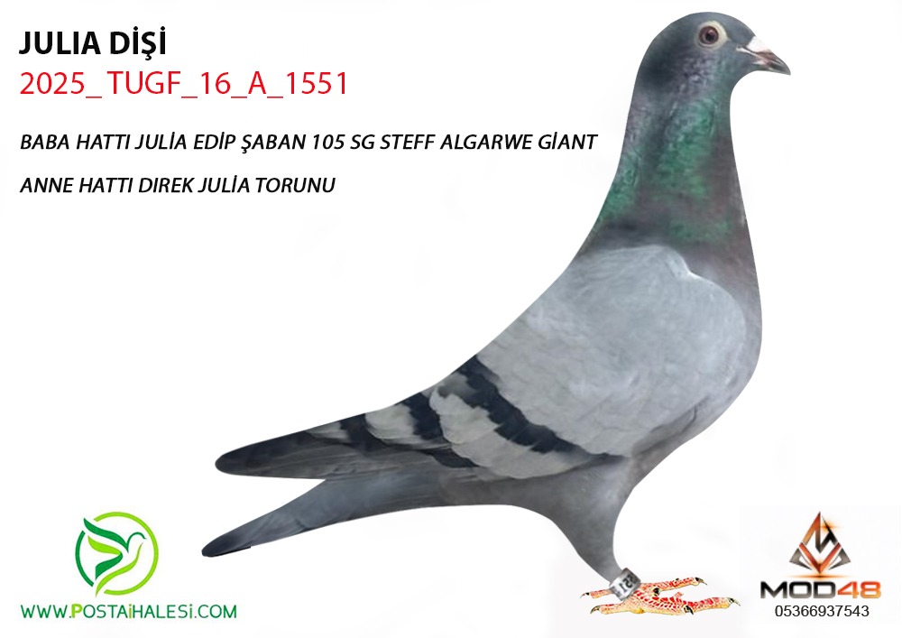 TUGF-25-16-A-1551 JULİA TORUNU  EDİP ŞABAN 105 GİANT ÖZ TAM  KARDEŞİNİN YARULARI MANİSA ARENE 2025 FİNAL ŞAMPİYONU