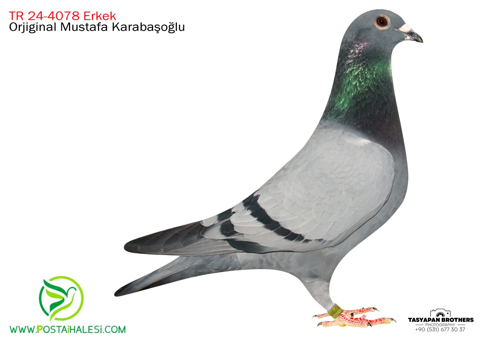 TR-25-09-4078  PİTBULL& DİMİTAR TODOROV&050