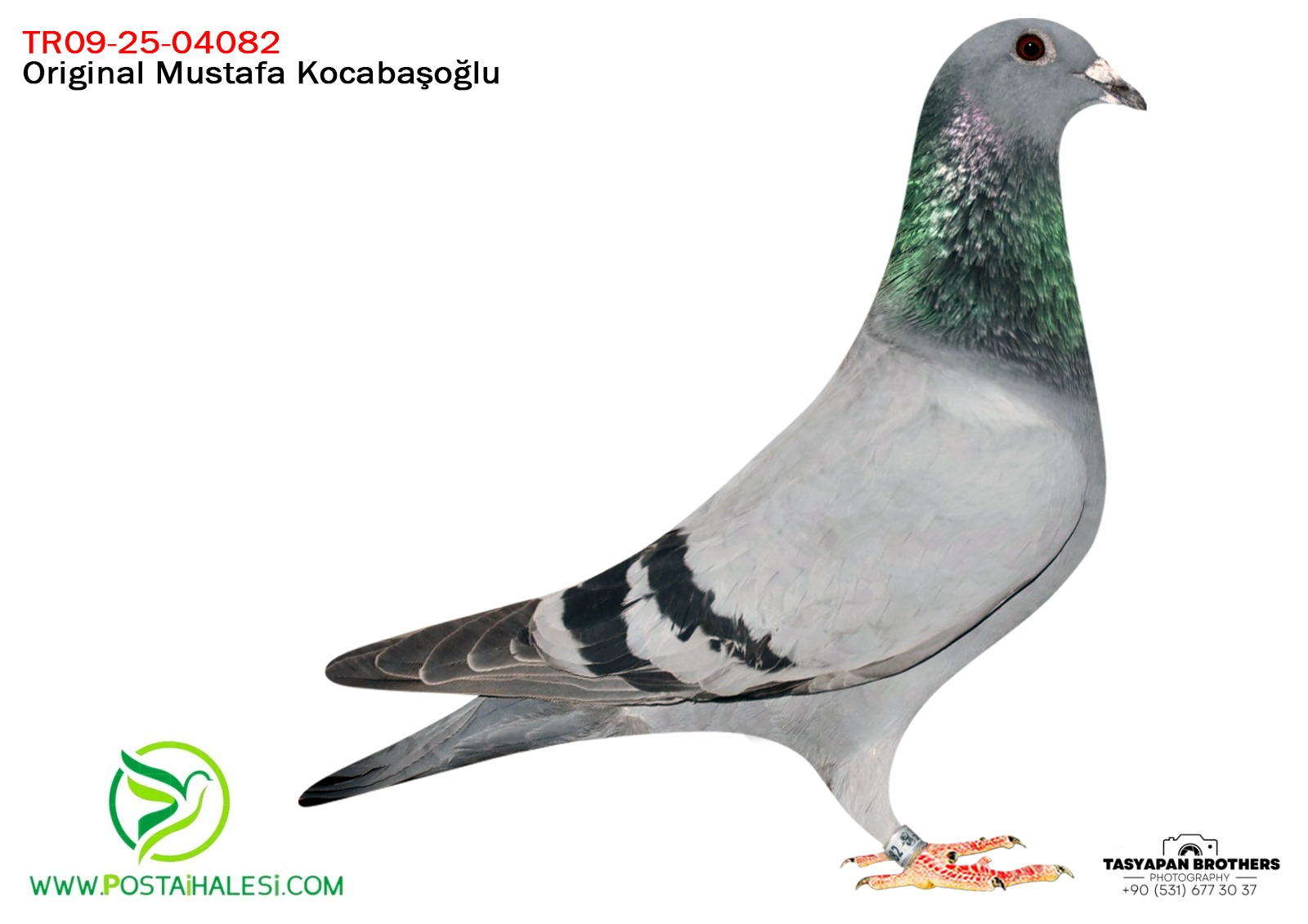 TR-25-09-04082 FİGO&GEERİNCKX&GLETTE