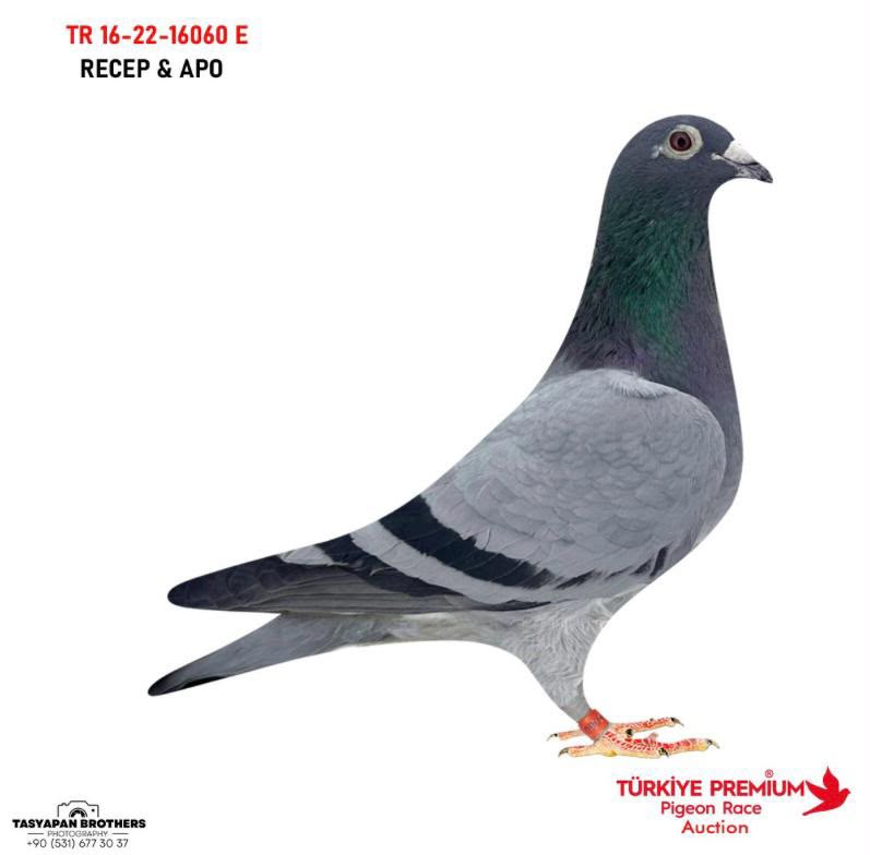 TR-16-22-16060 RECEP APO