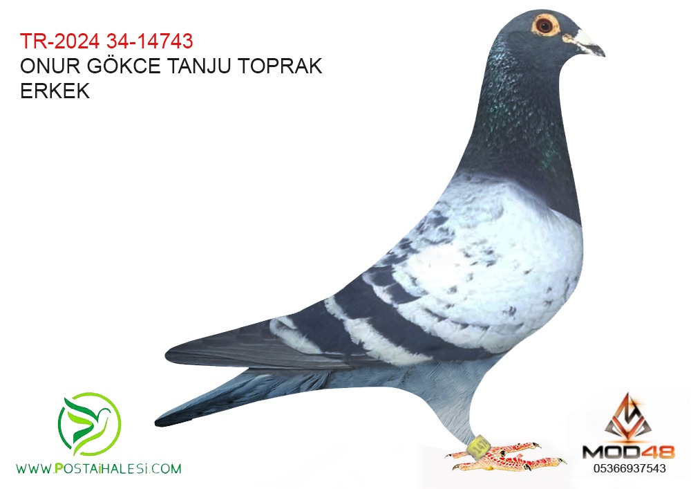 TR-24-34-14743 SG STEFF GİAT KİNG VENLO 050  GİLLETTE