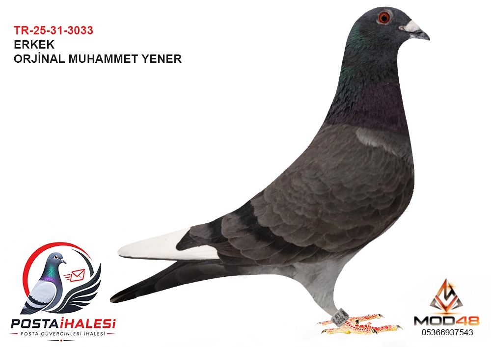 TR-25-31-3033 MUHAMMET YENER