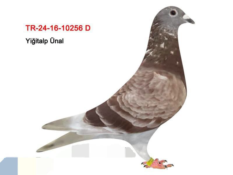 TR-16-24-10256 YİGİT ALP ÜNAL