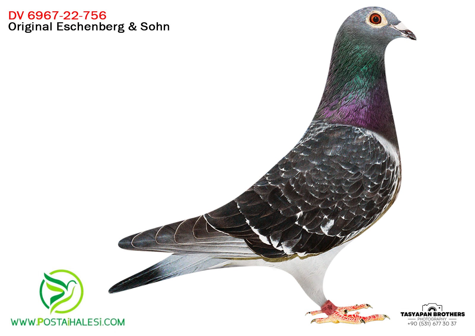 DV-6967-22756 HARDY KRÜGER&GABYY VANDABELE