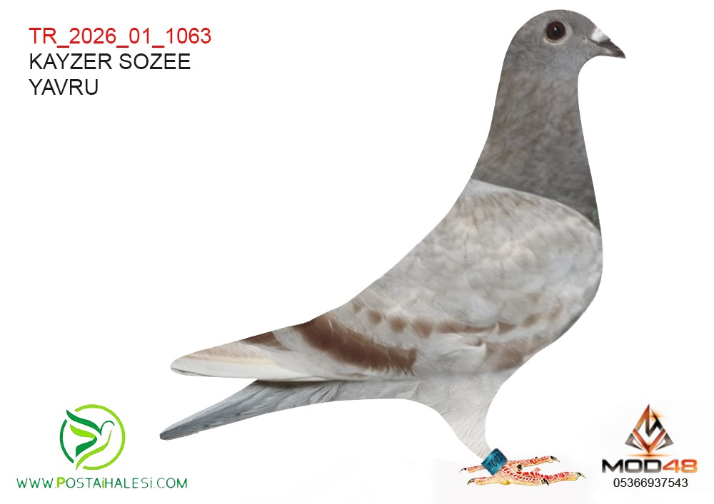 TR-26-01-1063 KİTTEL-ALFONS KLAS