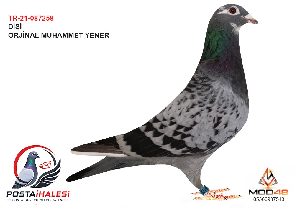 TR-21-086258 MUHAMMET YENER 500 KM 77